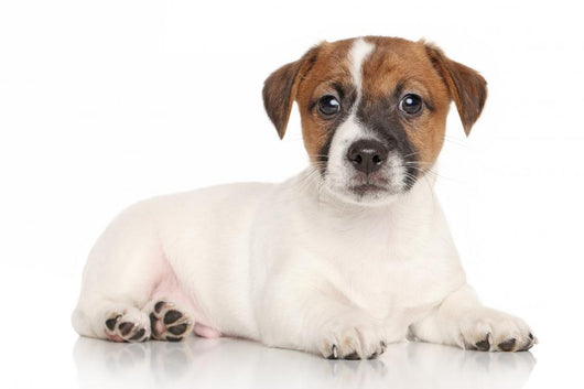 Jack Russell Puppy White Wall Decal
