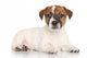 Jack Russell Puppy White Wall Decal