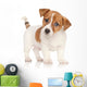 Jack Russell Terrier Puppy Wall Decal