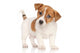 Jack Russell Terrier Puppy Wall Decal