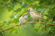 House Sparrow Feeding Wild Wall Decal