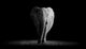 Elephant with Dark Wall Decal