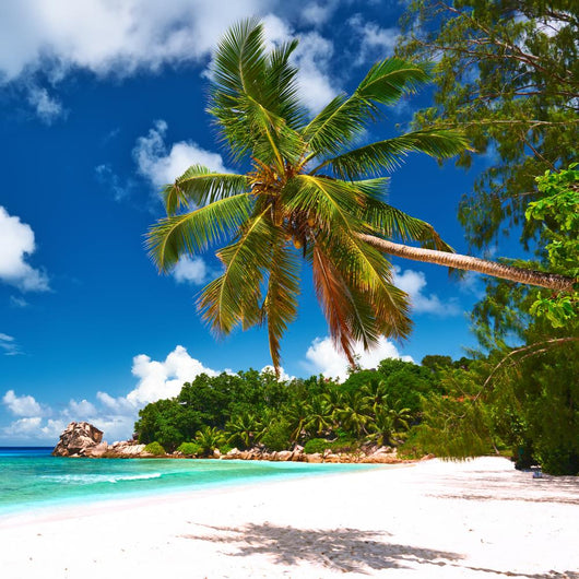 Beautiful Beach with Palm Wall Decal