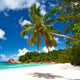 Beautiful Beach with Palm Wall Decal