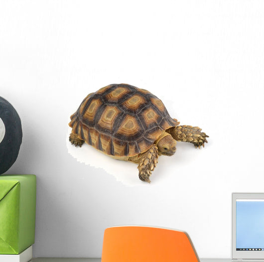 Turtle White Wall Decal