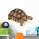 Turtle White Wall Decal
