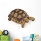 Turtle White Wall Decal