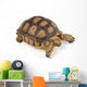 Turtle White Wall Decal