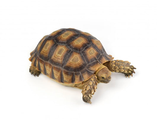 Turtle White Wall Decal