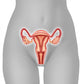 Illustration Female Uterus Wall Decal