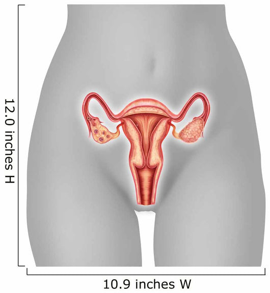 Illustration Female Uterus Wall Decal