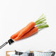 Carrot Vegetable Wall Decal