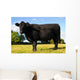 Juvenile Angus Cow Wall Decal