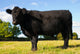 Juvenile Angus Cow Wall Decal