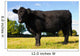 Juvenile Angus Cow Wall Decal