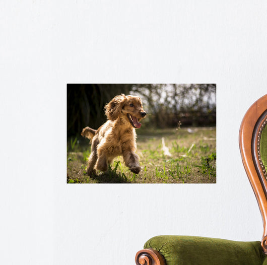 Golden Cocker Wall Decal