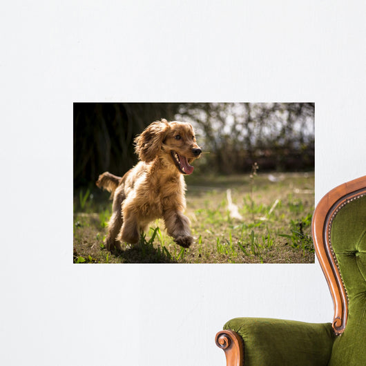 Golden Cocker Wall Decal