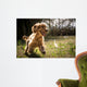 Golden Cocker Wall Decal