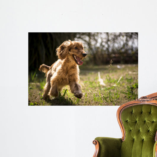 Golden Cocker Wall Decal
