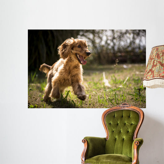 Golden Cocker Wall Decal