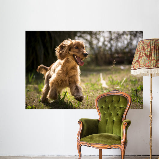 Golden Cocker Wall Decal
