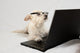 Terrier Wearing Glasses and Wall Decal