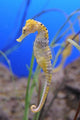 Sea Horse Wall Decal