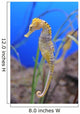 Sea Horse Wall Decal