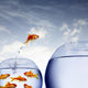 Goldfish Jumping out Water Wall Decal