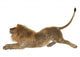 Male Lion Wall Decal Design 3