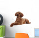 Pretty Poodle Wall Decal