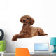 Pretty Poodle Wall Decal