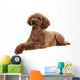 Pretty Poodle Wall Decal