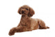 Pretty Poodle Wall Decal