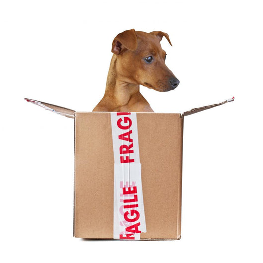 Fragile Dog Wall Decal