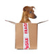 Fragile Dog Wall Decal