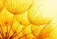 Dandelion Flower Wall Decal