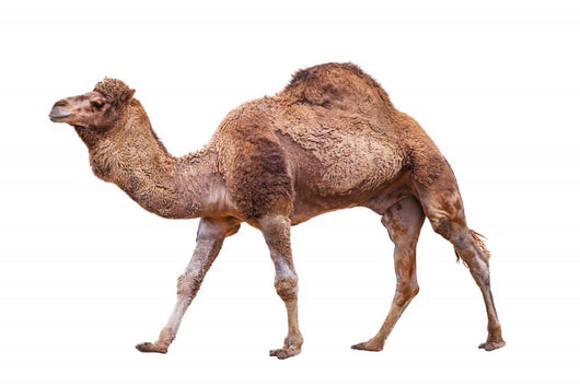 Camel White Wall Decal