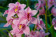 Branch Gently Pink Orchid Wall Decal
