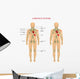 Lymph Nodes Anatomy Wall Decal