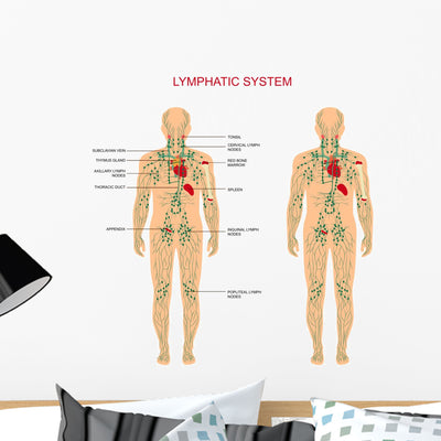 Lymph Nodes Anatomy Wall Decal shown on a wall