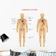 Lymph Nodes Anatomy Wall Decal