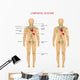 Lymph Nodes Anatomy Wall Decal