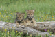 Wolf Cubs Wall Decal
