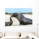 Sea Lion Mother and Wall Decal