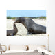 Sea Lion Mother and Wall Decal