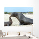 Sea Lion Mother and Wall Decal
