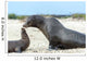 Sea Lion Mother and Wall Decal