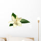 Gardenia or Gondhoraj Flower Wall Decal