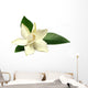 Gardenia or Gondhoraj Flower Wall Decal